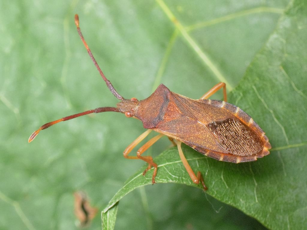 Gonocerus acuteangulatus (Goeze, 1778)